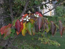 Cornus kousa Herbst